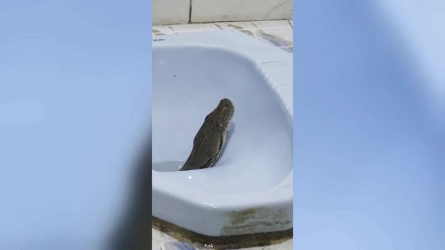 Dal bagno spunta un super pitone