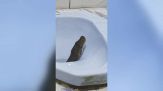 Aiuto! Dal bagno spunta un pitone di tre metri