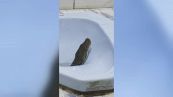 Aiuto! Dal bagno spunta un pitone di tre metri