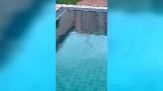 Tuffo da brividi: nella piscina c'è un ospite indesiderato