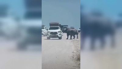 Il rinoceronte è furioso: auto distrutta a cornate