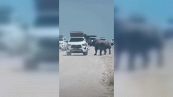 Il rinoceronte è furioso: auto distrutta a cornate