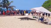 In spiaggia arriva l'ospite imprevisto: coccodrillo passeggia tra i turisti