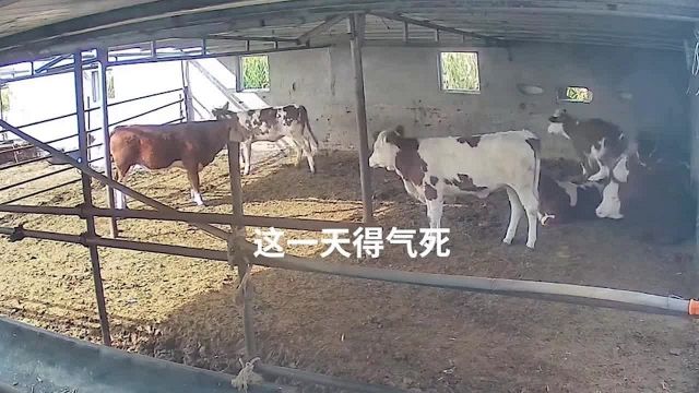 L'incredibile fuga della mucca
