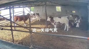 L'incredibile fuga della mucca