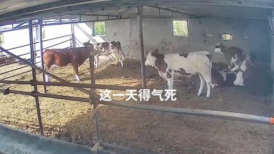 L'incredibile fuga della mucca è tutta da ridere