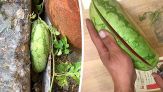 Anguria nata in una insenatura cresce piatta: il video incredibile