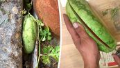 Anguria nata in una insenatura cresce piatta: il video incredibile
