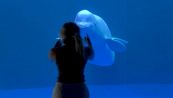 Fa la ruota davanti alla vasca, il beluga risponde con una giravolta