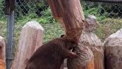 Il castoro più distratto del mondo: la gaffe è tutta da ridere