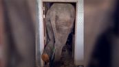 Elefante irrompe nella cucina e resta incastrato nella porta