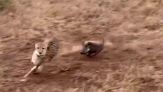 Incredibile nella savana: il piccolo facocero mette in fuga tre ghepardi