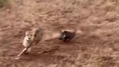 Incredibile nella savana: il piccolo facocero mette in fuga tre ghepardi