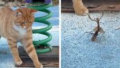 Il duello che non ti aspetti: la mantide religiosa sfida il gatto