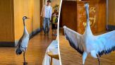La signora ha prenotato? Gru sbarazzina entra e mangia al ristorante