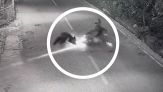 Impressionante scontro tra orso e motociclista