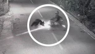 Scontro tra orso e motociclista