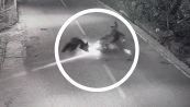 Impressionante scontro tra orso e motociclista