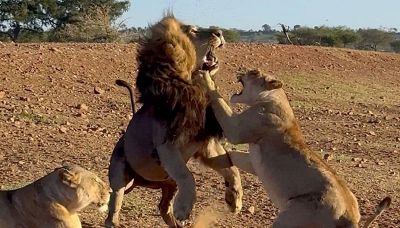 La leonessa è gelosa: maschio preso 'a schiaffi' per averla tradita