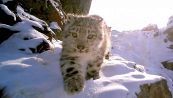 Fototrappola riprende il cammino dei cuccioli di leopardo delle nevi