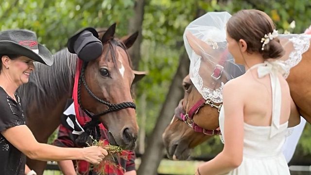 Nozze equine
