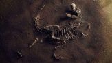 Scoperto nuovo dinosauro a Londra: il fossile era nel cassetto di un museo da 100 anni