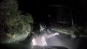 Giappone, orso si scaglia contro un'auto per proteggere il cucciolo: paura a Hokkaido
