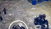 Il pinguino ladro è uno spasso: il web impazzisce per lui