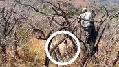 Il ricercatore esagera: il rinoceronte femmina parte alla carica