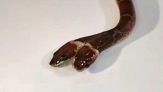 Rarissimo serpente a due teste scoperto in India