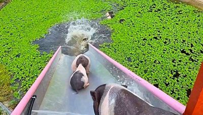 I maialini fanno lo scivolo ad acqua, il lavaggio si fa divertentissimo