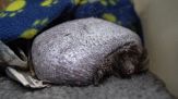 L'incredibile storia di Ollie, il riccio senza aculei diventato virale
