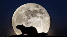 Luna Piena del Castoro: cosa aspettarci dall’ultima Super Luna dell'anno