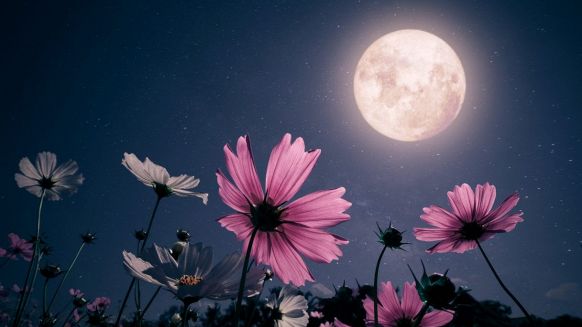 Luna Piena dei Fiori: la rivoluzione dell’anima