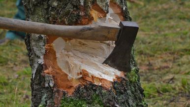 Al primo colpo non cade l'albero