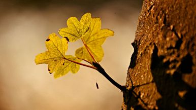 L'albero va piegato quando è giovane