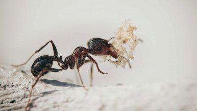 La formica si affanna nell’estate per non patire nell’inverno