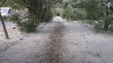 Perché in primavera dai pioppi cadono i batuffoli?