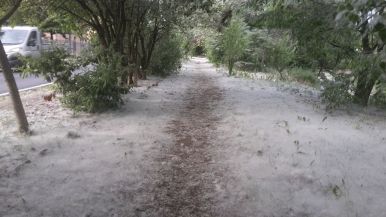 Perché in primavera dai pioppi cadono i batuffoli?