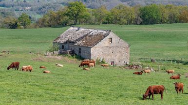 Asini, donne e buoi, non t'allontanar da' tuoi