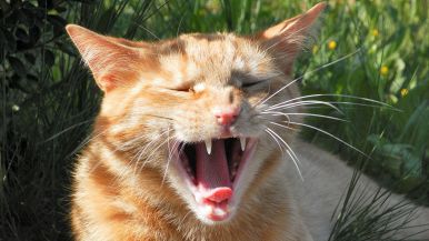 La lingua batte dove il dente duole
