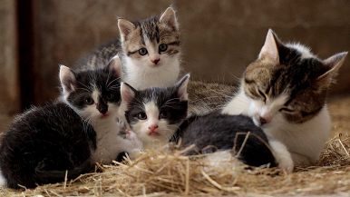 La gatta frettolosa fece i gattini ciechi