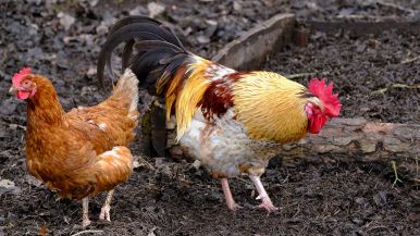 Gallina che non becca ha già beccato