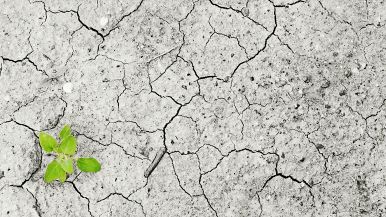 In tempo di carestia pane di veccia