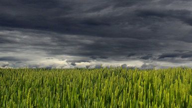 Chi mal semina, mal raccoglie