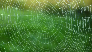 Le leggi sono come i ragnateli