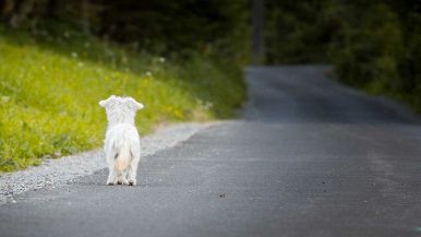 Fidarsi è bene, ma non fidarsi è meglio