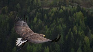 D’aquila non nasce colomba
