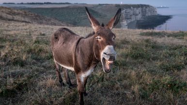 Chi asino nasce, asino muore