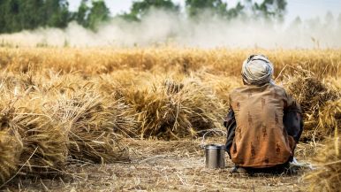Lavora o abborraccia, ma semina finchè non diaccia